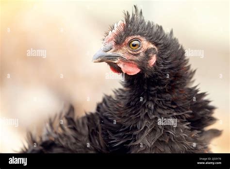 Close Up Portrait Of Black Chicken With A Fluffy Tuft On The Creamy