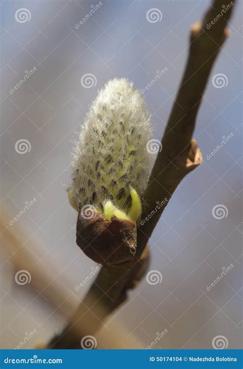 Pussy Willow Stock Photo Image Of Fragility Macro Easter 50174104