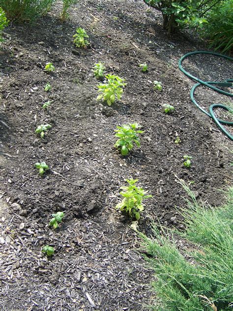 Our Daily Green: Organic Pest Control: guest post