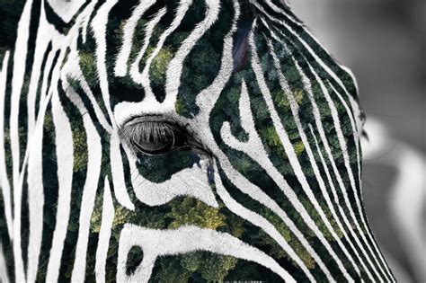 Bosque Cebra África Foto Gratis En Pixabay Pixabay