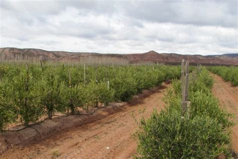 Productores De Rincón De Los Sauces Apuestan A La Reconversión Productiva