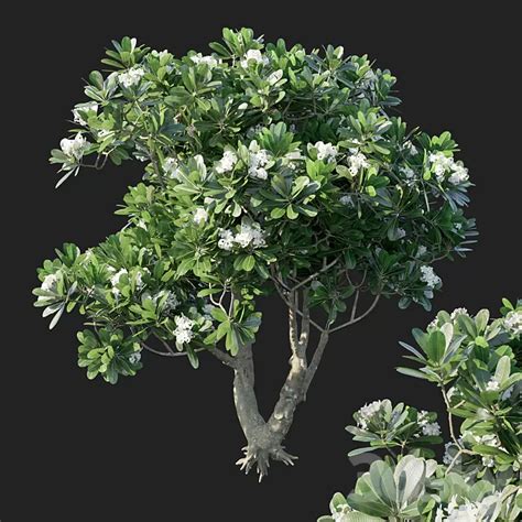 plumeria obtusa  model dsky decor helper