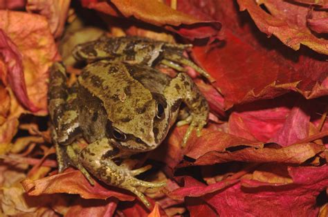 Common Frog On Red Autumn Leaves Common Frog Taken On 21st Flickr