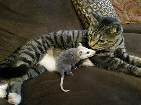 do possums eat cats 4