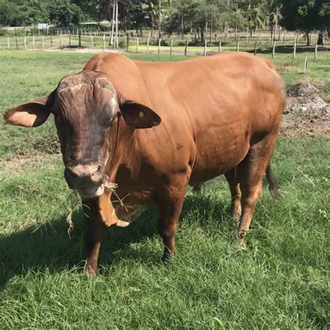 Venta De Toro Reproductor Braford X Brahman Tipo Carne 4500000