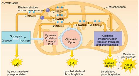 Cellular Respiration Cycle Steps