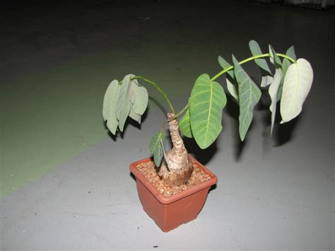 ЦВЕТОЧНАЯ ИНТЕРНЕТ-БАРАХОЛКА - Филантус (Phyllathus)