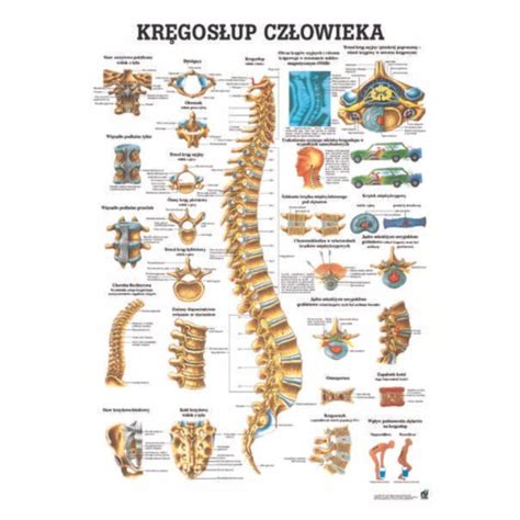 ANATOMIA Tablica anatomiczna KRĘGOSŁUP CZŁOWIEKA 12681500006 Allegro pl