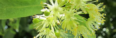 Order Linden Honey in Bulk | Geohoney