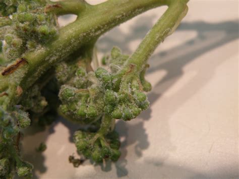 Downy Mildew A Primary Infection