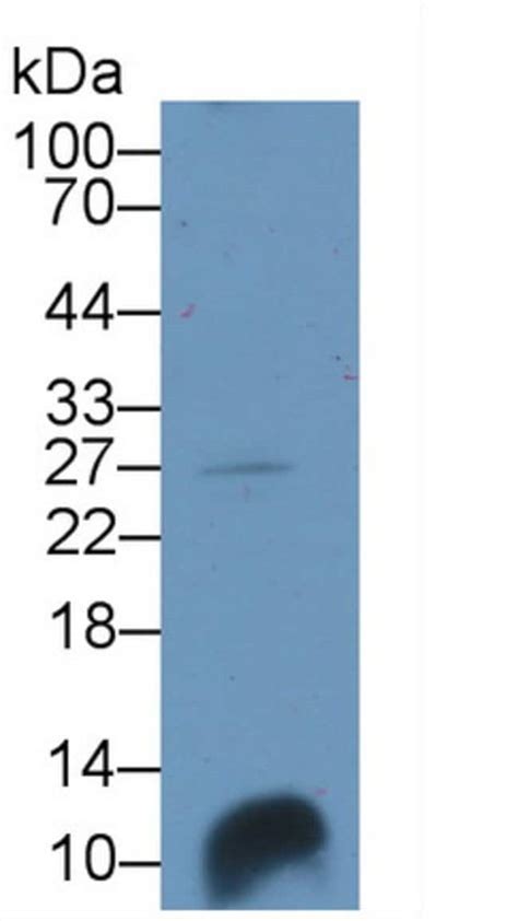 Hin Polyclonal Antibody Invitrogen L Unconjugated Antik Rper