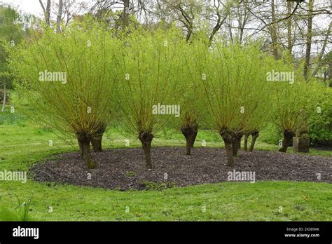Willow Tree Branches Stock Photo Alamy