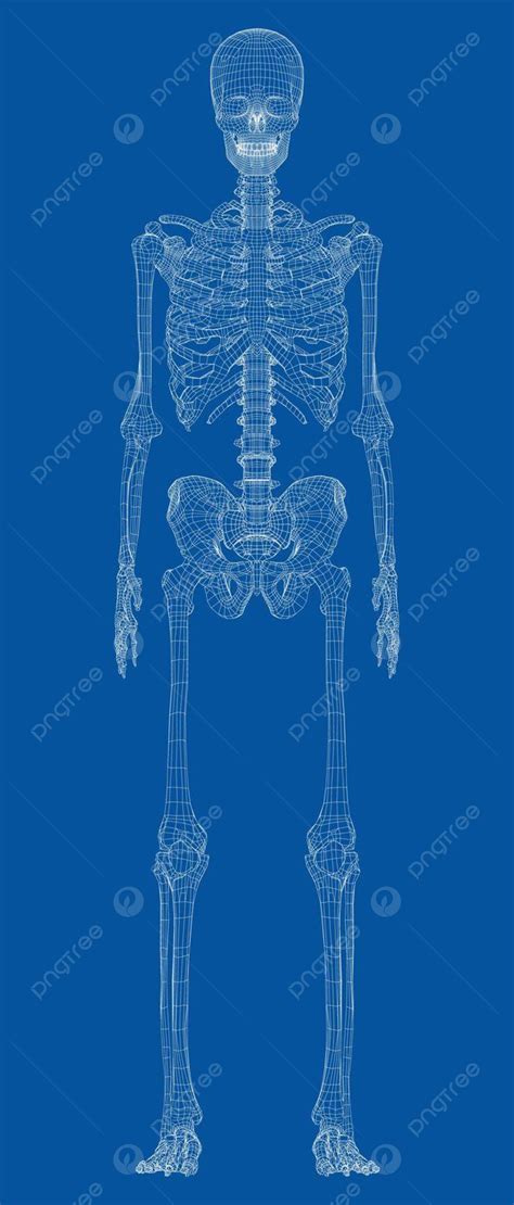 Human Skeleton Vector Human Beautiful Sketch Vector Human Beautiful