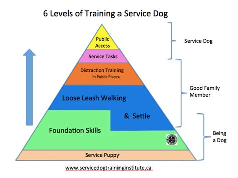 levels  training  service dog