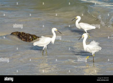 Egrets In Water High Resolution Stock Photography And Images Alamy