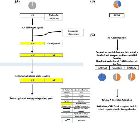 A Classical Androgen Receptor Ar Signaling Pathway When Unbound Ar Download Scientific