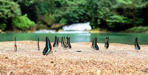 mount inayawan range natural park asean centre  biodiversity