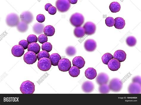 Bacteria Enterococcus Image And Photo Free Trial Bigstock
