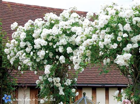 Плетистые розы цветущие все лето сорта зимостойкие | Красивый Дом и Сад ...