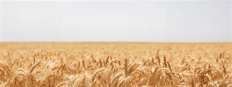 Цифровая логистическая платформа Smartseeds для сельского хозяйства ...