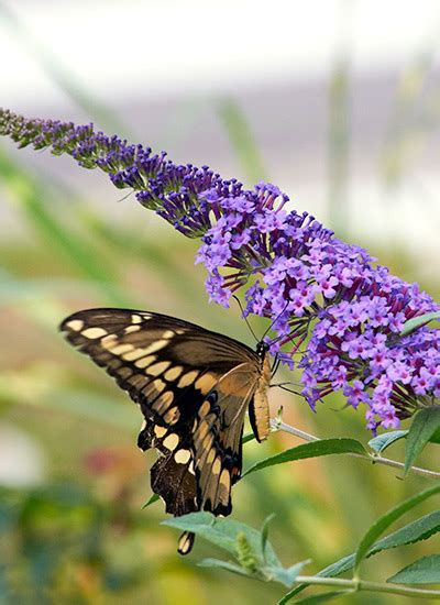 Butterfly Bush Basics | Garden Gate