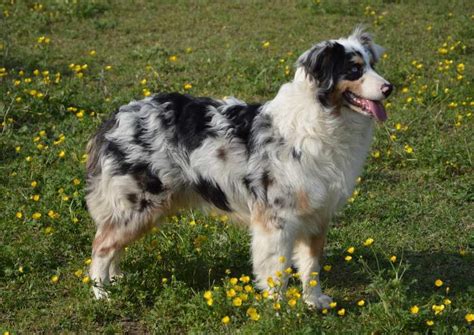 Australian Shepherd Husky Mix Health Concerns | PETSIDI