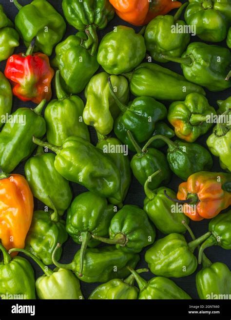 Habanero Chili Peppers Ripe And Unripe Hot Variety Of Capsicum Chinense Green Orange And Red