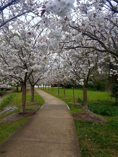 Cherry Trees Suffering From Root Rot 2st