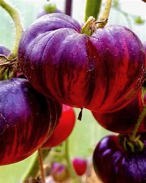 Tomato Lovely Lush Seedfreaks Sow The Change You Want To Seed