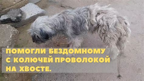 Пёс с колючей проволокой на хвосте. Лечение кошачьего герпесвируса ...