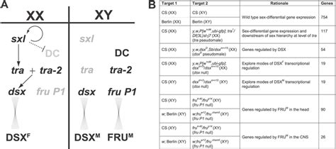 The Sex Determination Hierarchy And Microarray Experimental