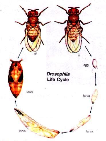 Life Cycle Of Fruit Fly Drosophila Sequence Of Stages Of Off