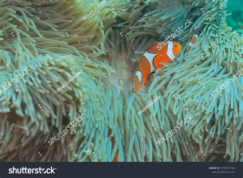 ocellaris clownfish false percula clownfish common stock photo