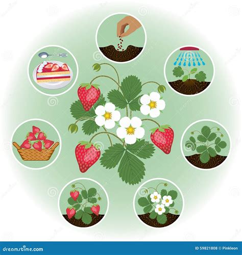 Strawberry Farming through the Stages in Pictures Stock Illustration - Illustration of watering ...