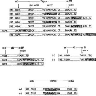 Chimeric Proteins Used In This Study T Cell Epitopes Are Boxed In D