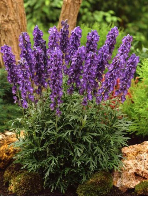 Аконит — он же — борец » Боги Славян