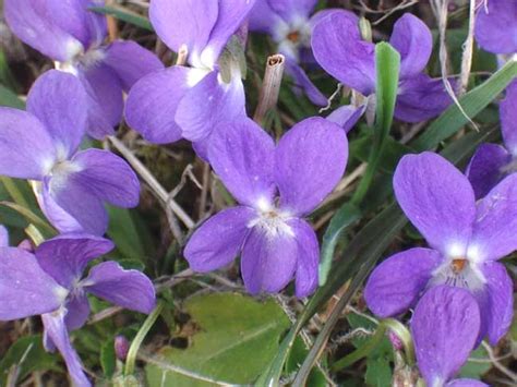 Backyard Patch Herbal Blog Herb Of The Week Violets