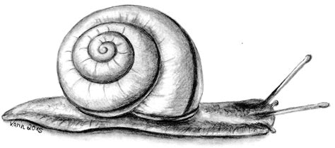 A Pencil Drawing Of A Snail