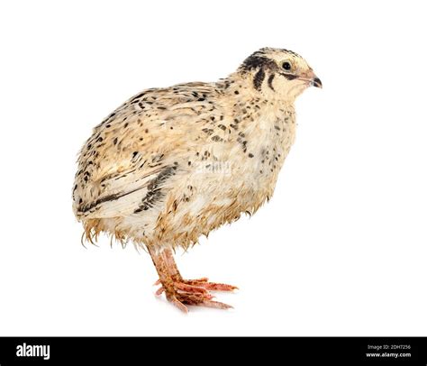 japanese quail  front  white background stock photo alamy