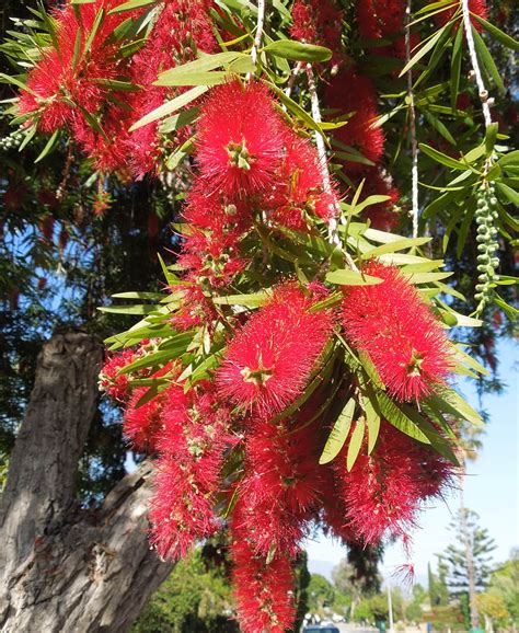 Weeping Bottlebrush Tree – Santa Barbara Beautiful