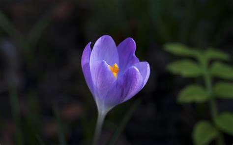 Download Wallpaper 2560x1600 Crocus Flower Petals Macro Widescreen