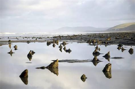 Unbelievable Submerged And Underwater Forests Around The World