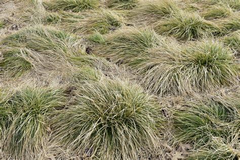 Carex Frosted Curls Carex Albula Sedge New York Plants Hq