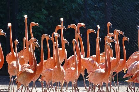 Quite Interesting On Twitter A Group Of Flamingos Is Called A