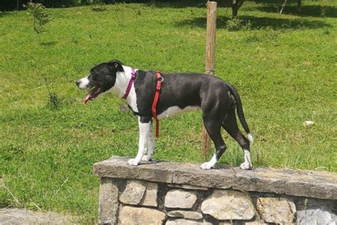 Amstaff: American Staffordshire Terrier - Amica Veterinaria