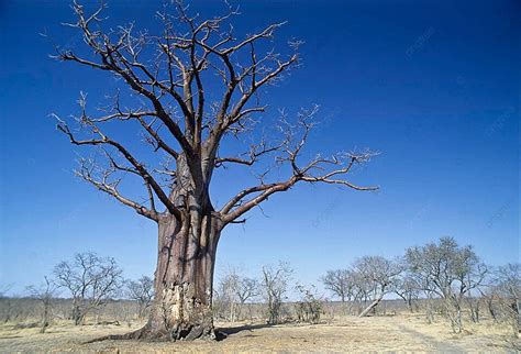 Matabeleland Background Images Hd Pictures And Wallpaper For Free