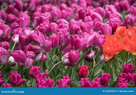 Purple Tulips Flowers Blooming In A Garden Stock Image Image Of