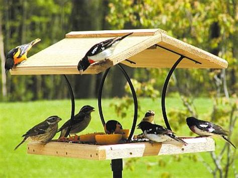 Diy Bird Feeders Best Ideas For Bird Lovers That Bring Birds Craftionary