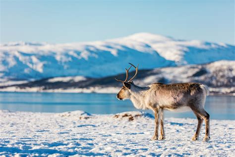 Arctic Reindeer