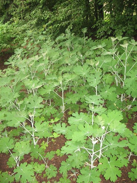 Маклея | Лекарственные растения.